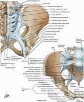 Figure 2 - Sacroiliac Ligaments