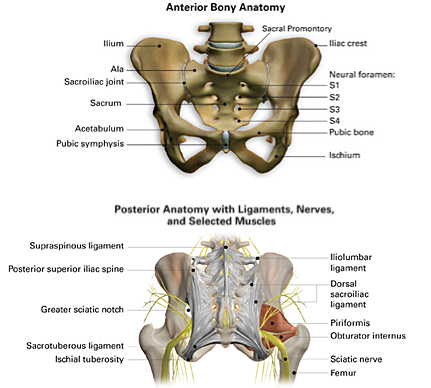 Iliac Crest Sacro-Iliac Joint