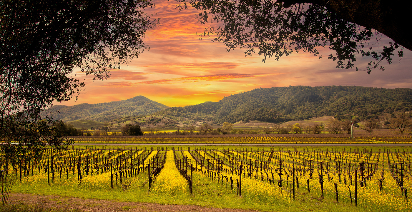 City - Napa, CA (header)